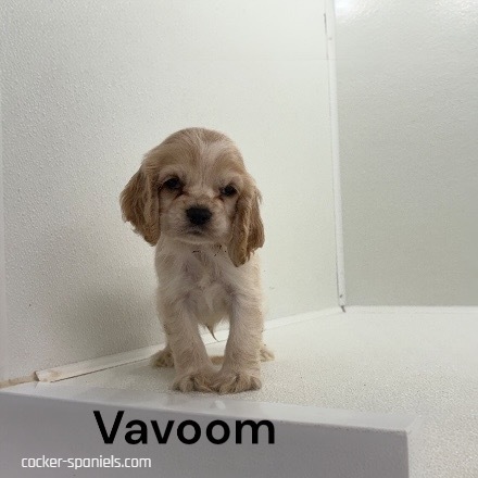 puppy, for, sale, Cocker Spaniel, Joe & Cherri  Overlease, dog, breeder, Miller, MO, dog-breeder, puppy-for-sale, forsale, nearby, find, puppyfind, locator, puppylocator, aca